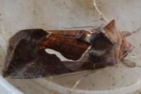 Macdunnoughia confusa