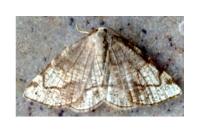 Stegania trimaculata