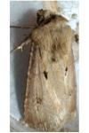 Agrotis exclamationis exclamationis