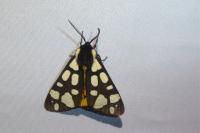 Arctia villica