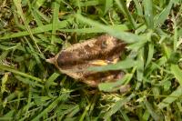 Noctua pronuba