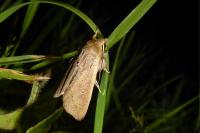 Mythimna unipuncta