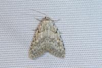 Nola cicatricalis