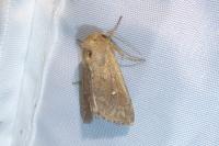 Mythimna albipuncta