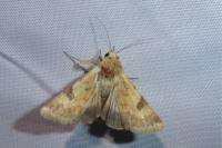 Heliothis peltigera