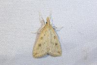 Udea numeralis