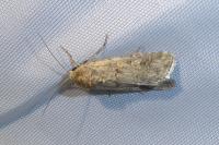 Spodoptera exigua