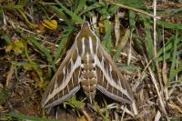 Hyles livornica