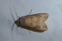 Agrotis ipsilon
