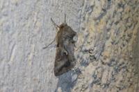 Autographa gamma