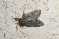 Peridea anceps