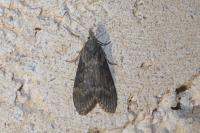 Lamoria anella