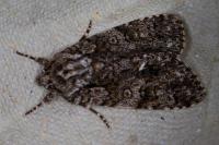 Acronicta rumicis