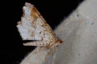 Macaria alternata