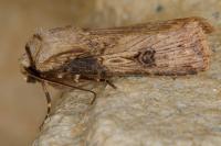 Agrotis puta
