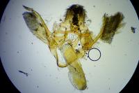 Ephestia welseriella
