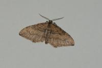Nycterosea obstipata