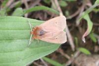 Phragmatobia fuliginosa