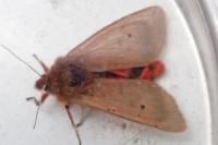 Phragmatobia fuliginosa