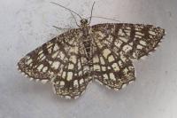 Chiasmia clathrata
