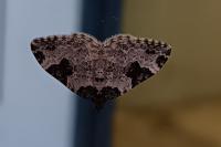 Xanthorhoe fluctuata