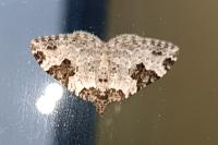 Xanthorhoe fluctuata