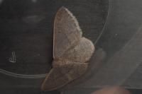 Idaea distinctaria