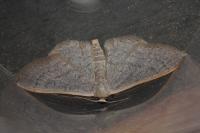 Idaea eugeniata