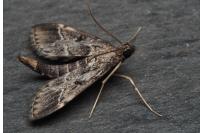 Duponchelia fovealis