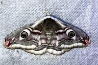 Saturnia pavonia