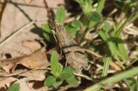 Nomophila noctuella