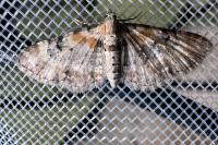 Eupithecia pulchellata