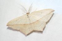 Timandra comae