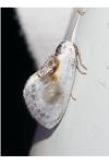 Cilix glaucata