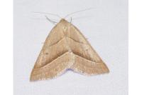 Petrophora chlorosata