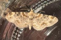 Eupithecia laquaearia