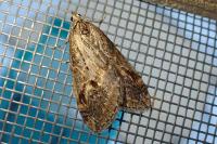 Chesias rufata rufata