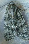 Acronicta rumicis