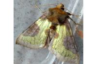 Diachrysia stenochrysis
