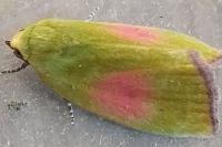 Earias roseifera