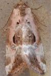 Elaphria venustula