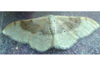 Idaea degeneraria