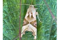 Phlogophora meticulosa
