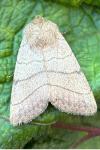 Charanyca trigrammica