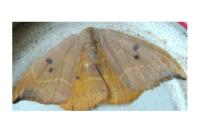 Watsonalla binaria