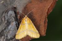 Aspitates ochrearia