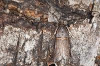 Acrobasis obliqua