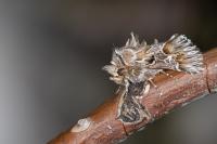 Amephana aurita