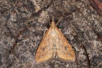 Udea ferrugalis