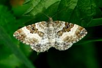 Epirrhoe alternata